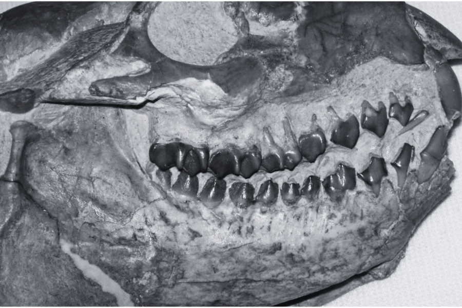 Oreodont