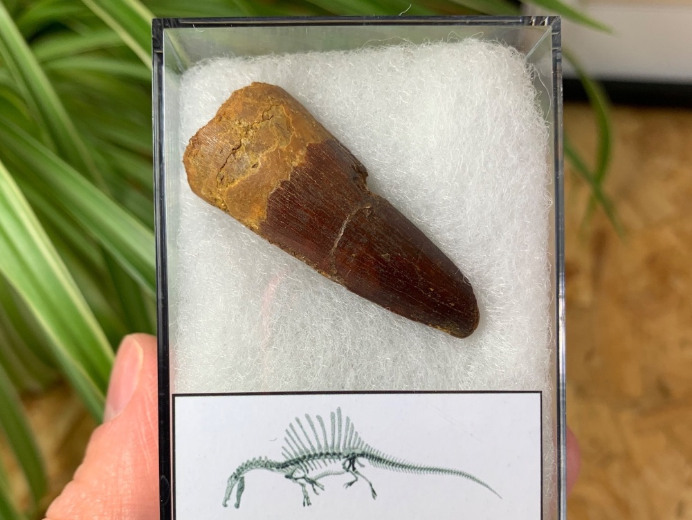 Spinosaurus Tooth - 1.75 inch #SP23