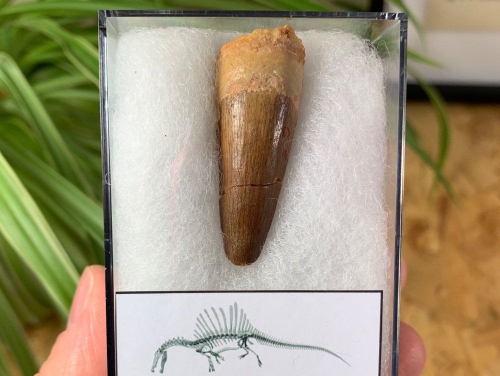 Spinosaurus Tooth - 1.63 inch #SP24