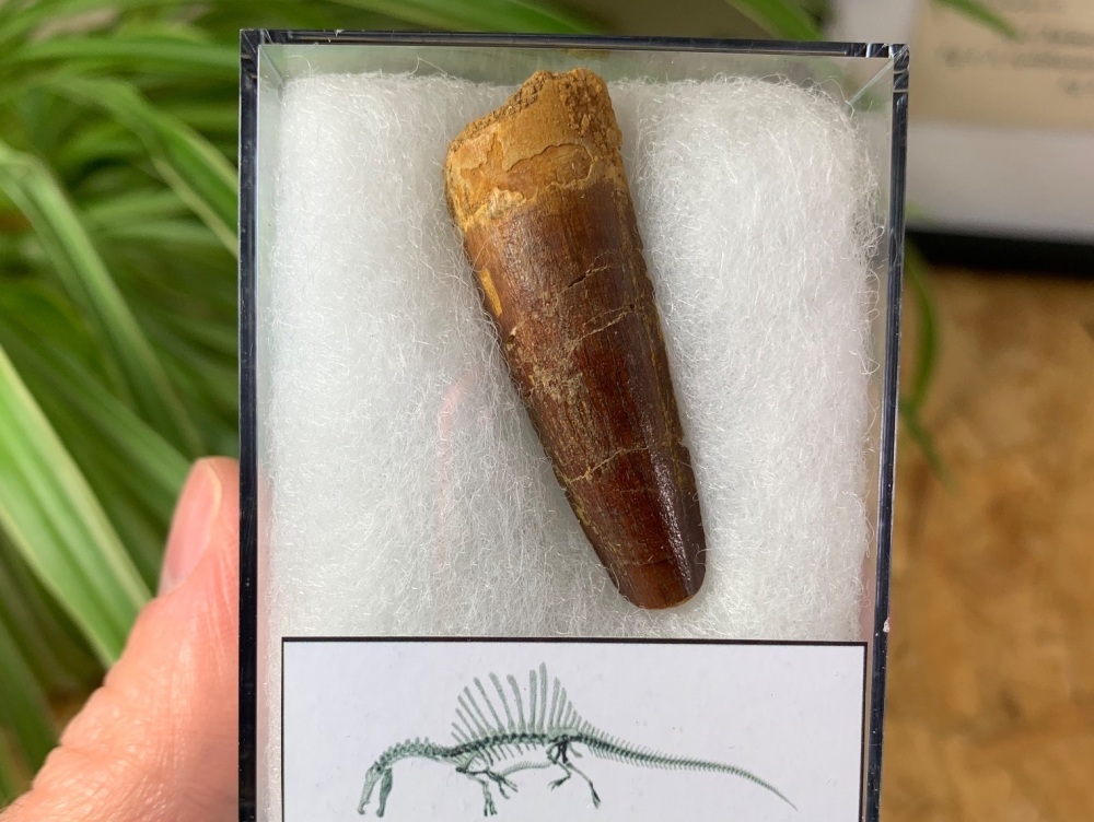 Spinosaurus Tooth - 1.75 inch #SP25