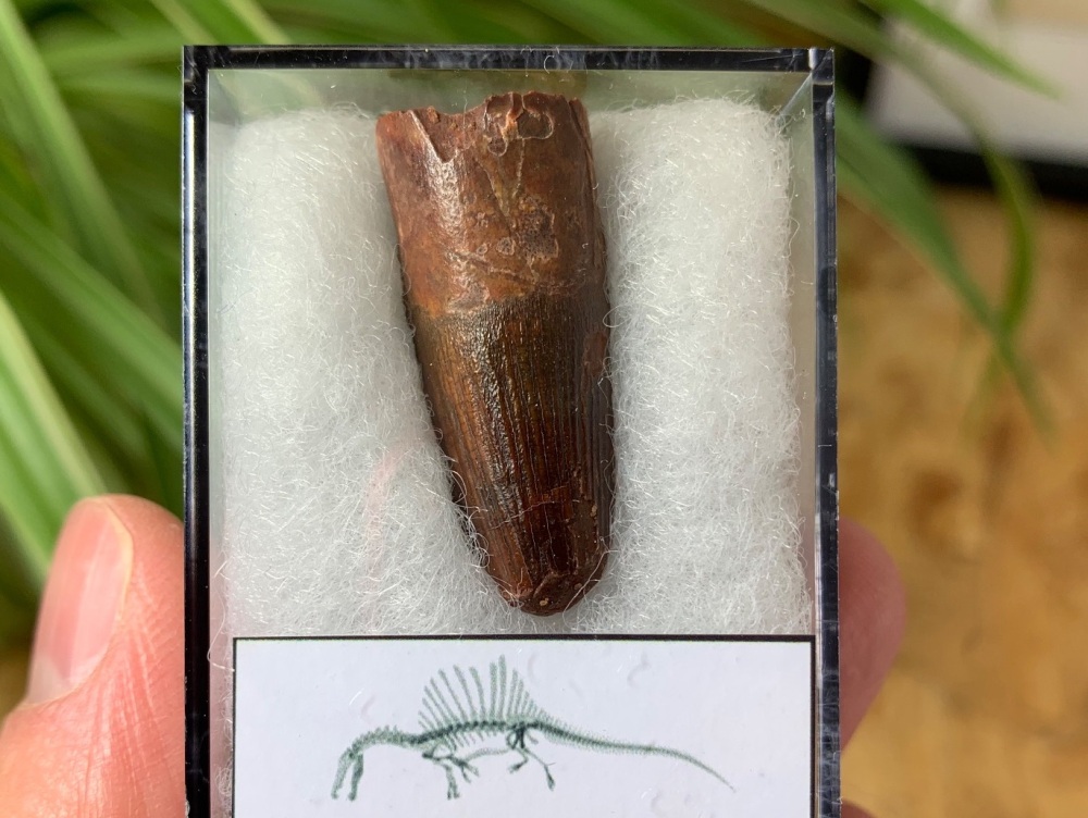 Spinosaurus Tooth - 1.26 inch #SP26
