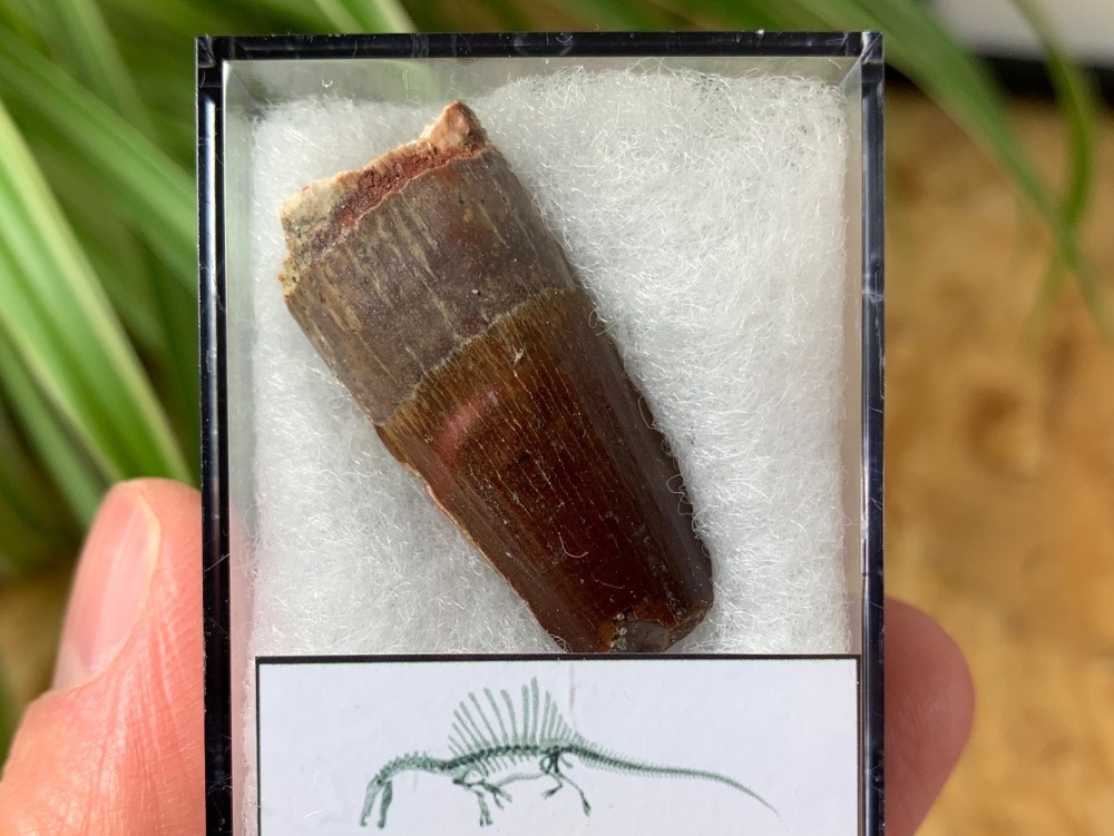 Spinosaurus Tooth - 1.38 inch #SP29