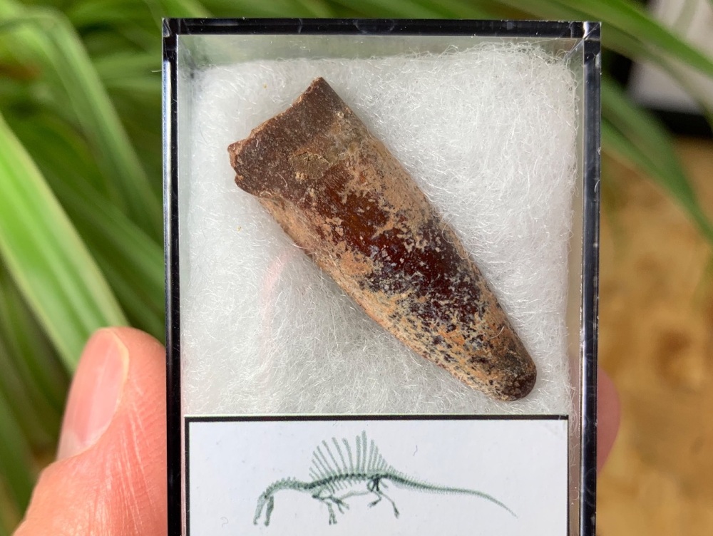 Spinosaurus Tooth - 1.38 inch #SP30