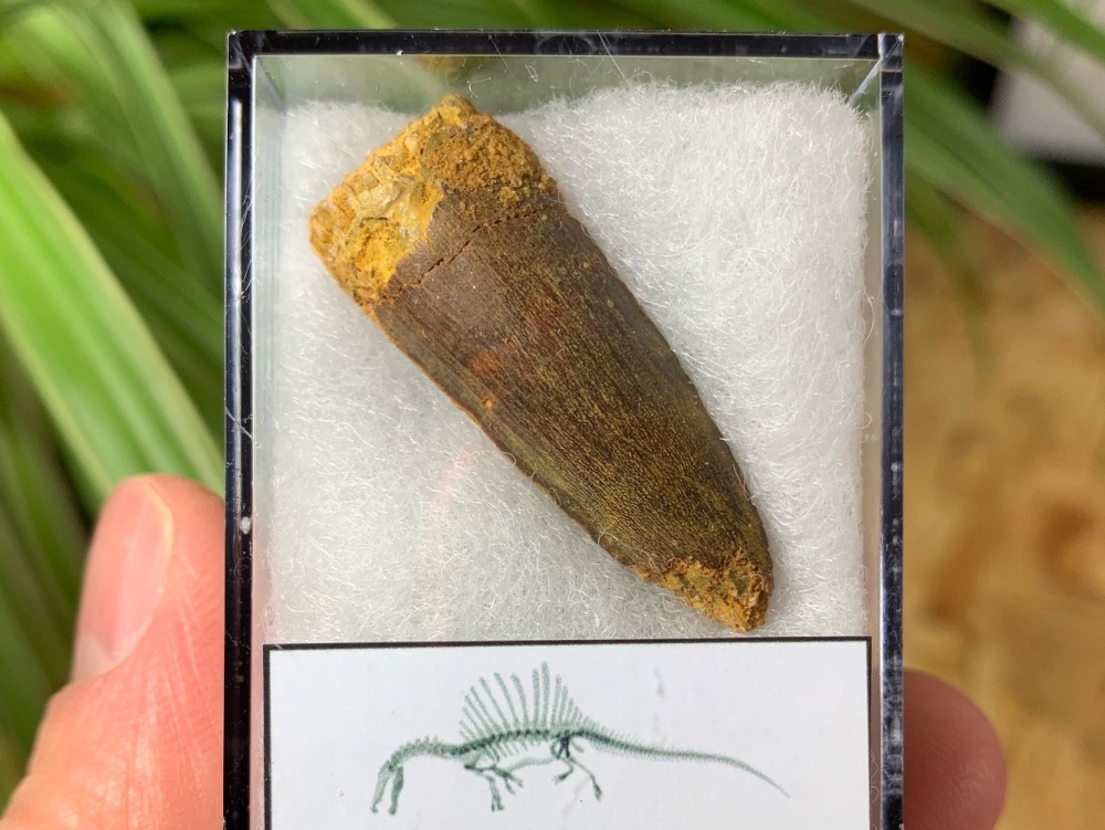 Spinosaurus Tooth - 1.47 inch #SP33