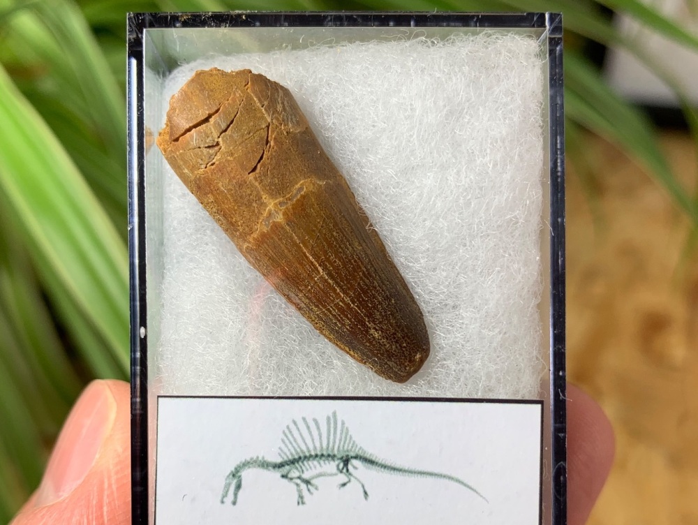 Spinosaurus Tooth - 1.25 inch #SP37