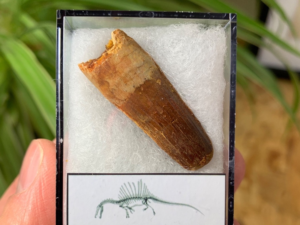 Spinosaurus Tooth - 1.38 inch #SP38