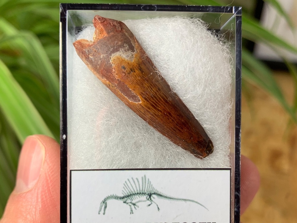 Spinosaurus Tooth - 1.56 inch #SP39