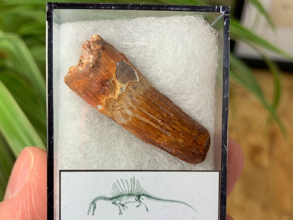 Spinosaurus Tooth - 1.38 inch #SP40