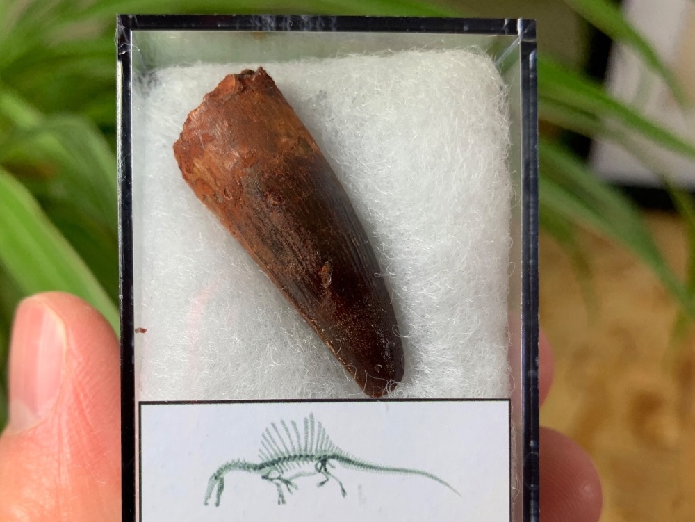 Spinosaurus Tooth - 1.31 inch #SP42