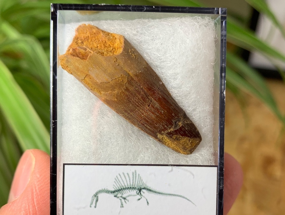 Spinosaurus Tooth - 1.56 inch #SP44
