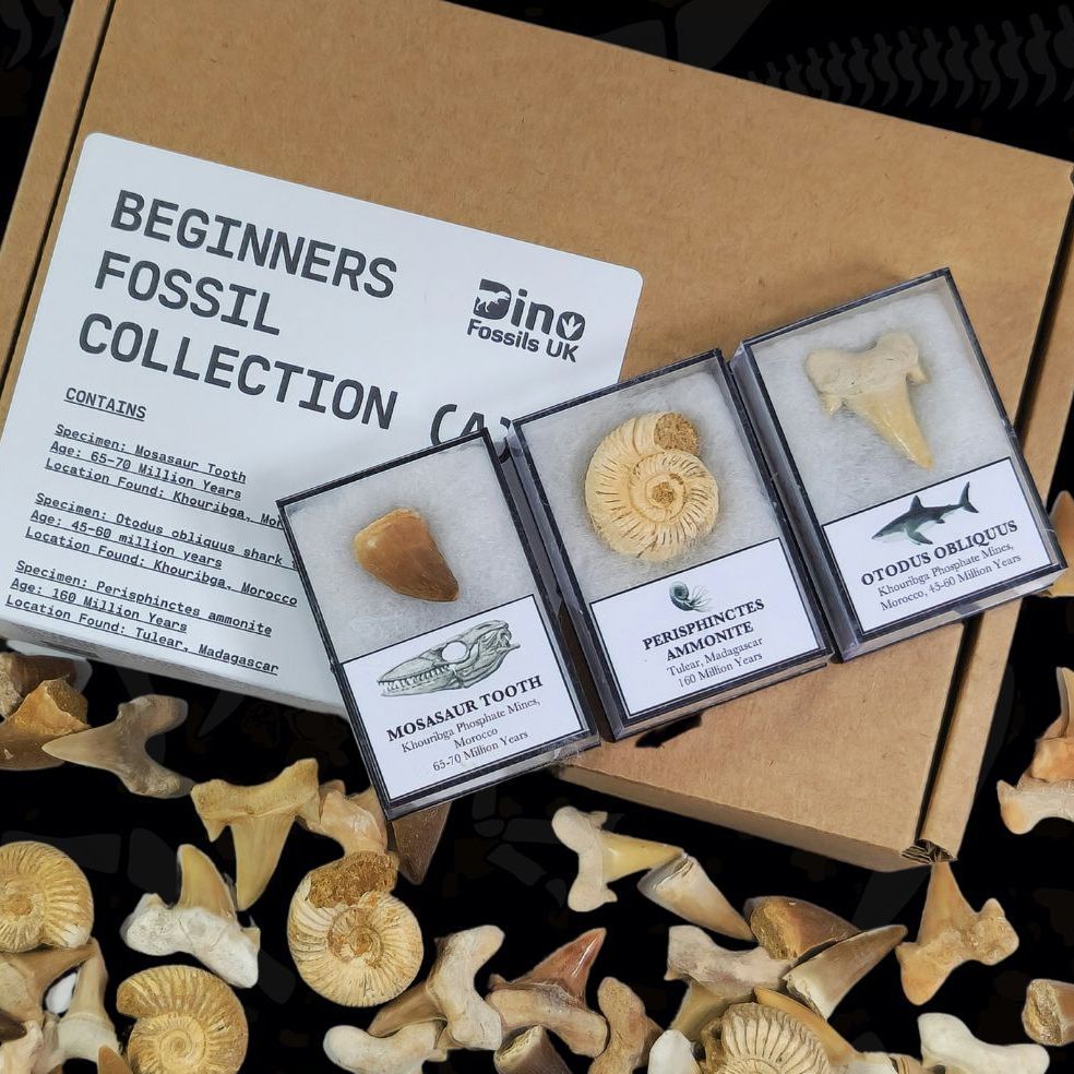 Beginners Fossil Collection (A)