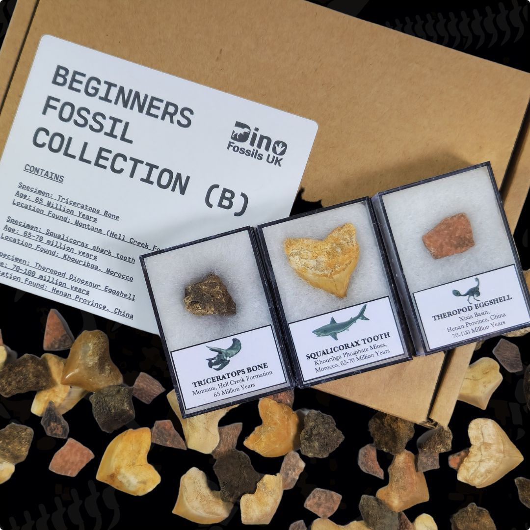 Beginners Fossil Collection (B)