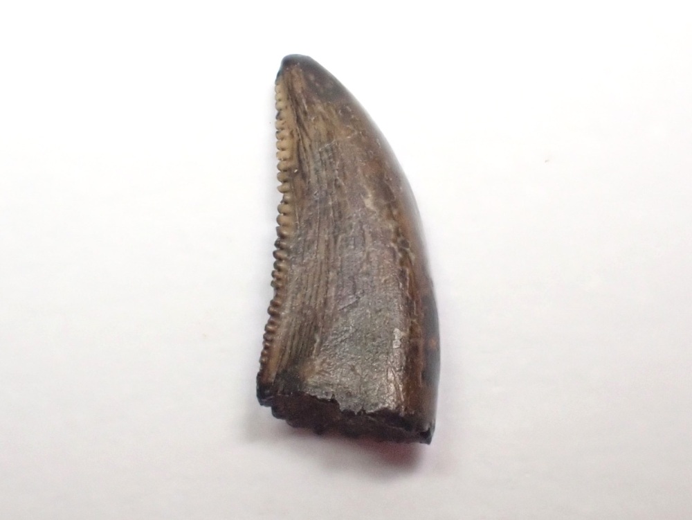 Saurornitholestes Dromaeosaur Tooth (Judith River Fm.) #03