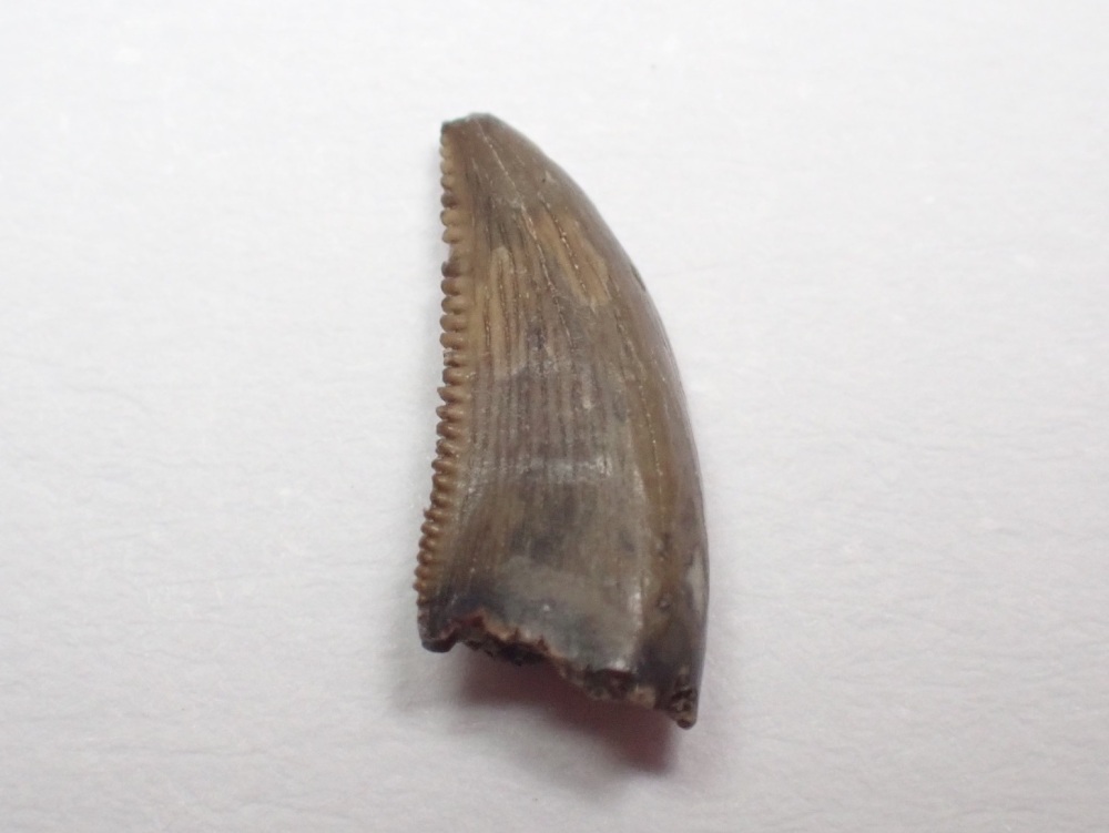 Saurornitholestes Dromaeosaur Tooth (Judith River Fm.) #11