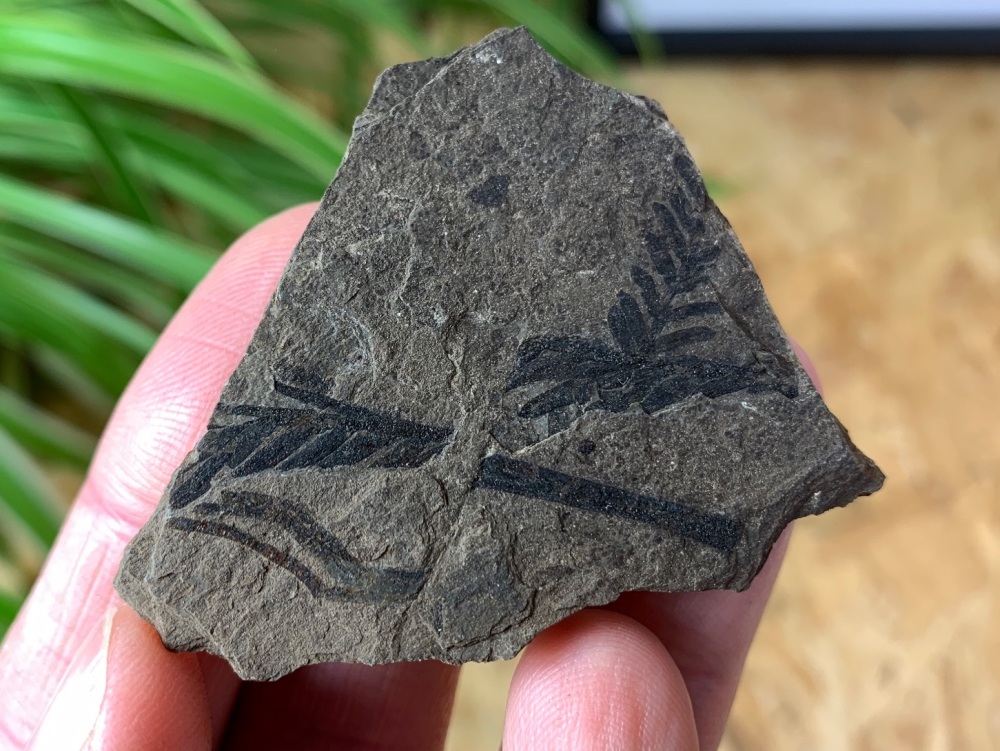 Fossil Leaves (British Columbia) #02