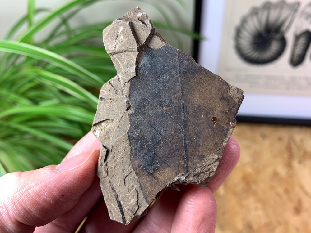 Fossil Leaf (British Columbia) #04