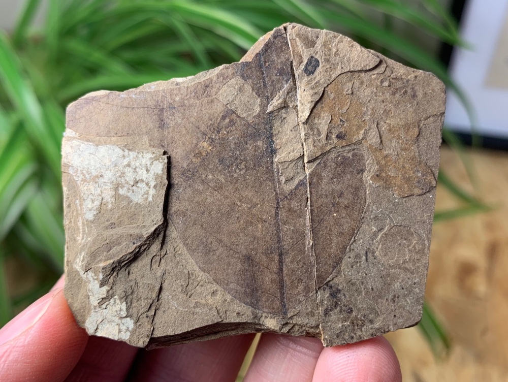 Fossil Leaf (British Columbia) #09