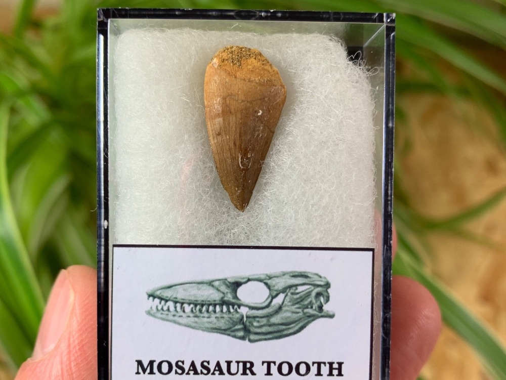 Mosasaur Tooth (0.81 inch) #12