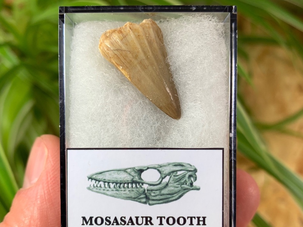 Mosasaur Tooth (1 inch) #13