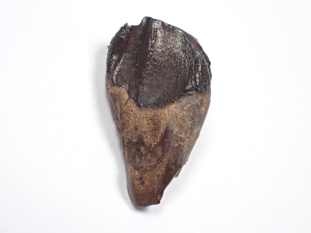 Triceratops Tooth #06