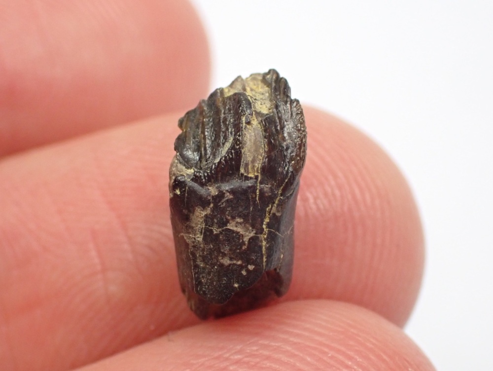 Rooted Leptoceratops gracilis Tooth #02
