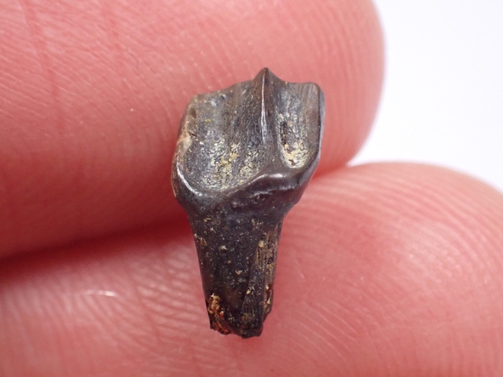 Leptoceratops gracilis Tooth #03