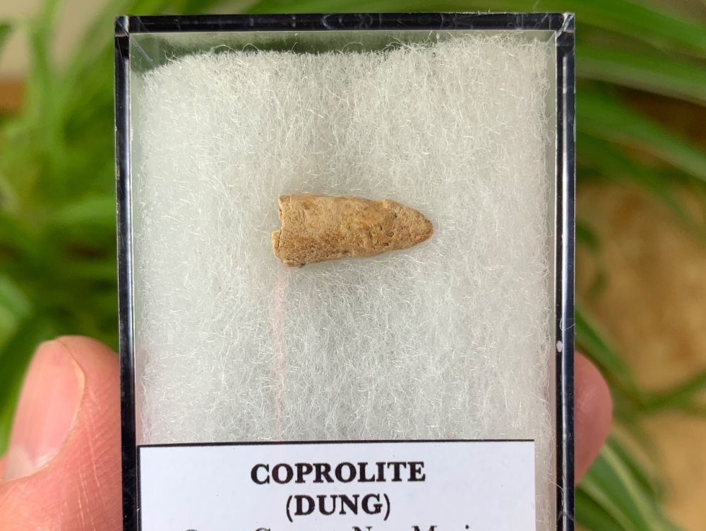 COPROLITE (DUNG), BULL CANYON FM. #01