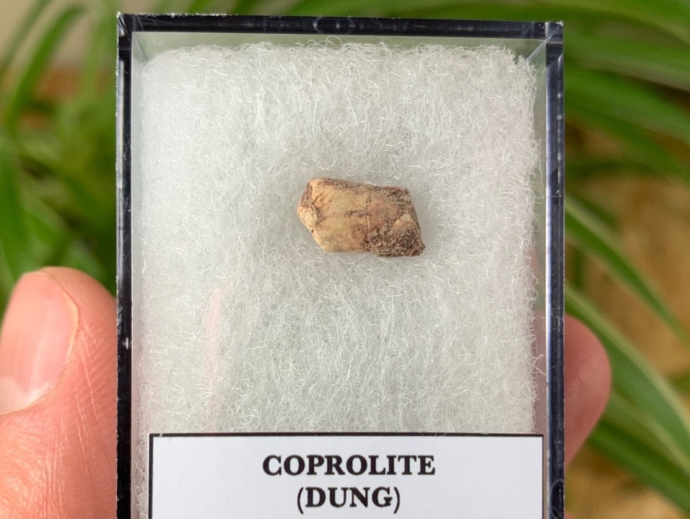 Triassic Coprolite (Dung), Bull Canyon Fm. #02