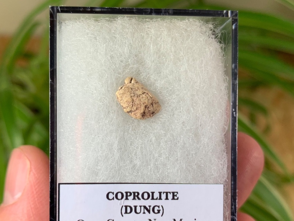 Triassic Coprolite (Dung), Bull Canyon Fm. #03