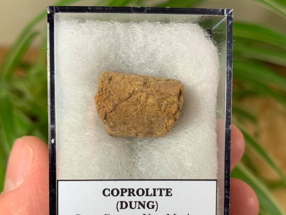 Triassic Coprolite (Dung), Bull Canyon Fm. #04