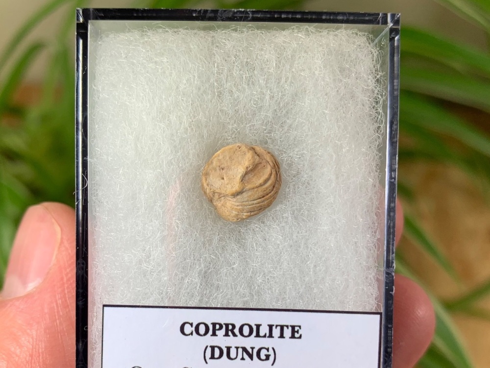 Triassic Coprolite (Dung), Bull Canyon Fm. #05