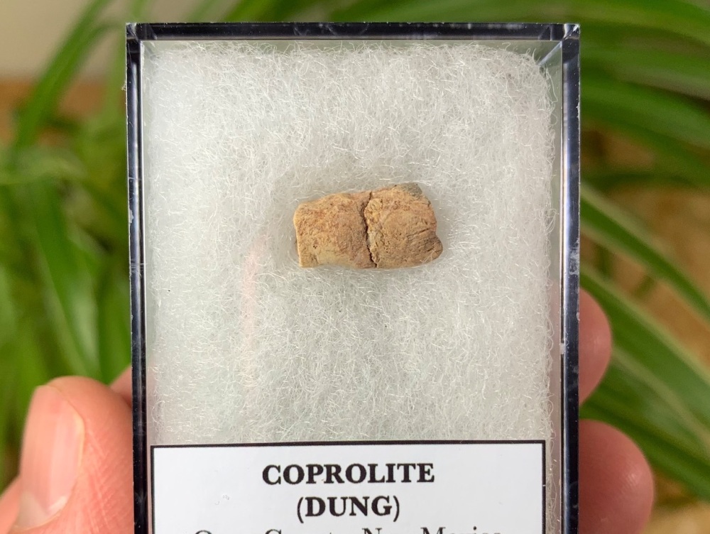 Triassic Coprolite (Dung), Bull Canyon Fm. #06