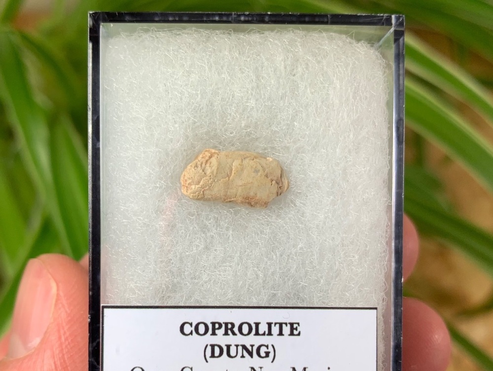 Triassic Coprolite (Dung), Bull Canyon Fm. #07