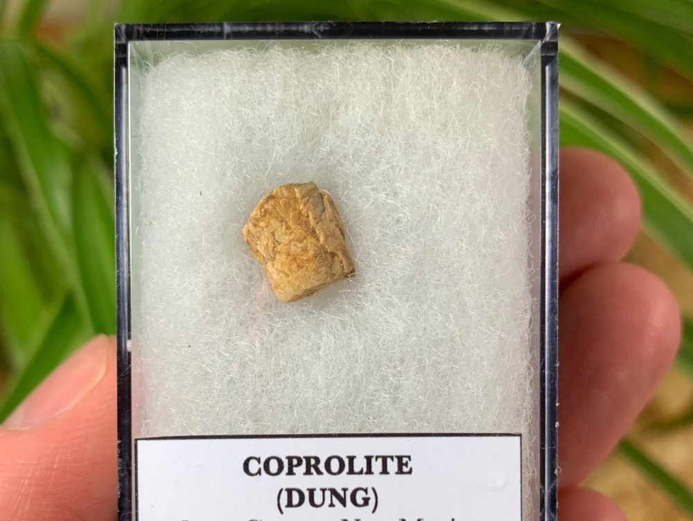 Triassic Coprolite (Dung), Bull Canyon Fm. #08