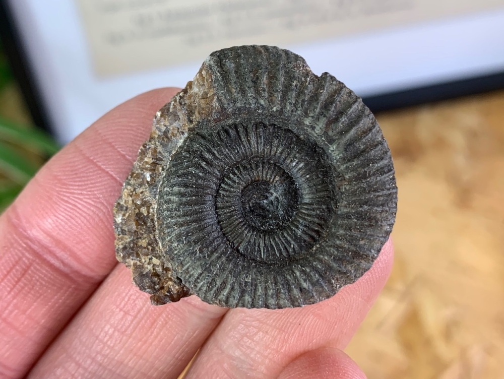Dactylioceras commune Ammonite - 3.2cm #02