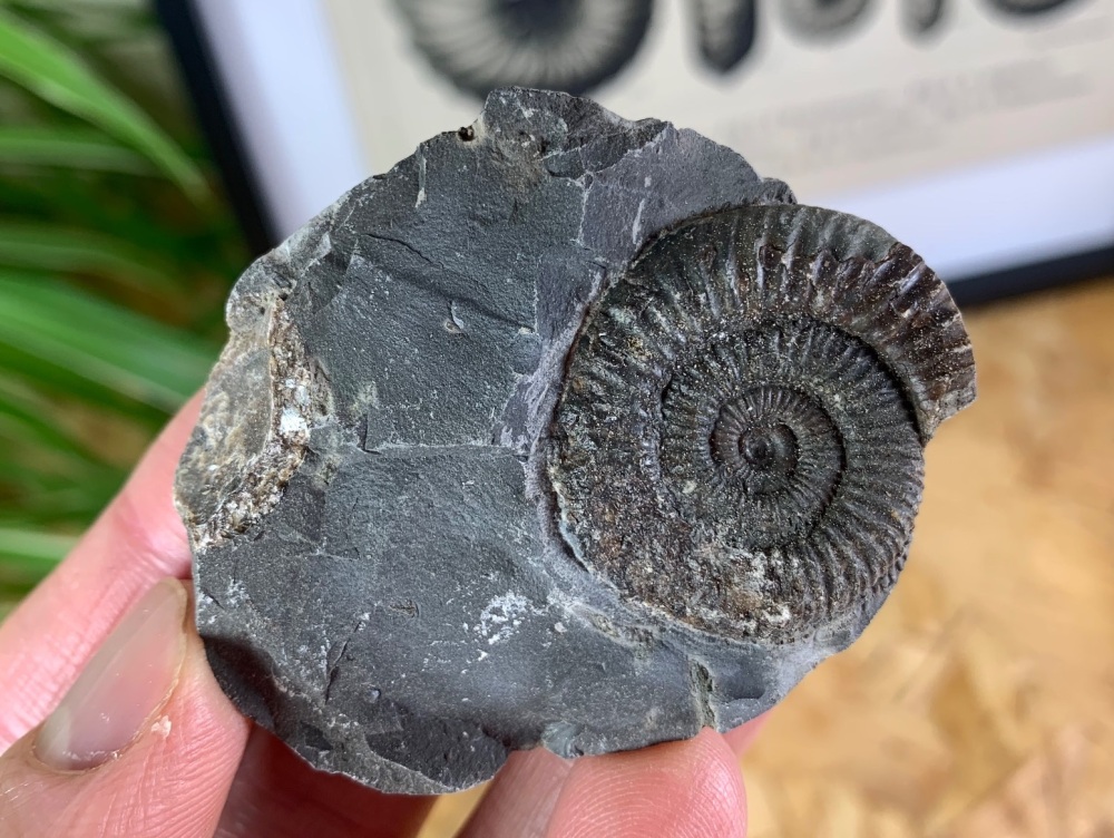 Dactylioceras commune Ammonite - 3cm #03