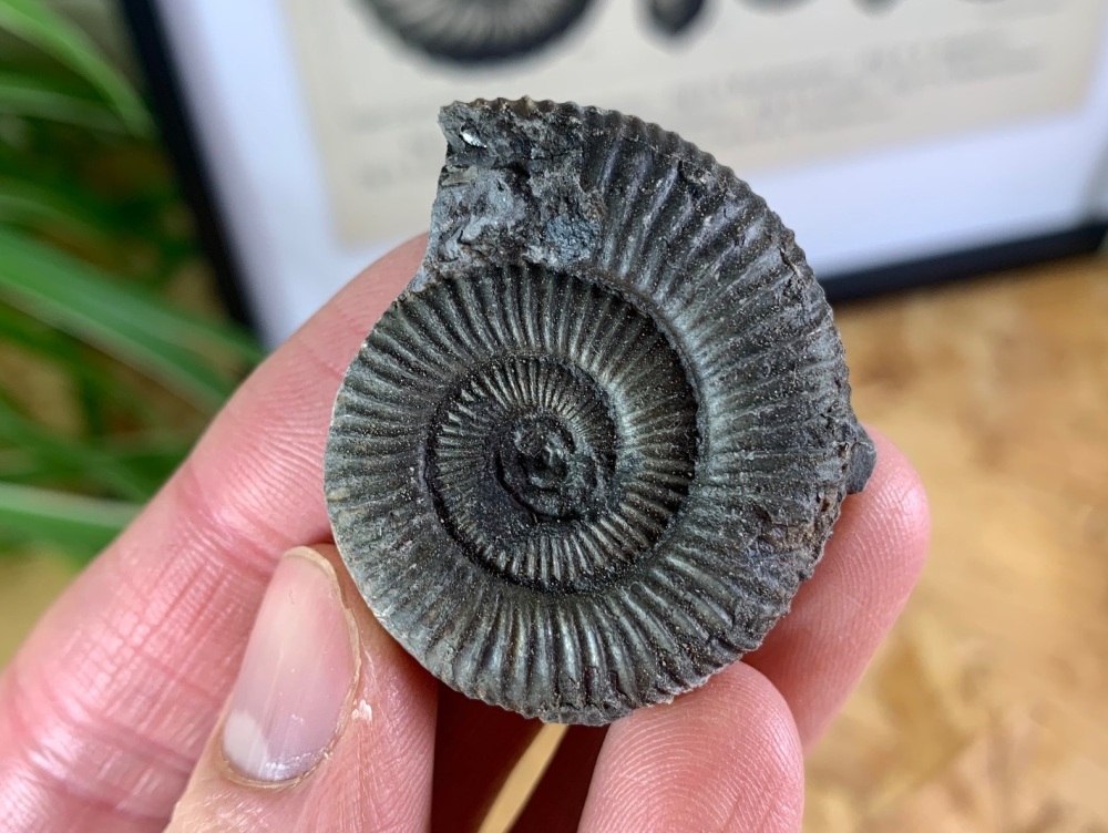 Dactylioceras commune Ammonite - 3.9cm #10
