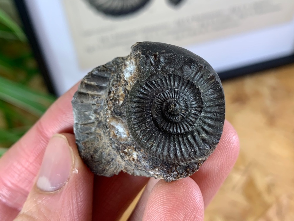 Dactylioceras commune Ammonite - 2.9cm #12