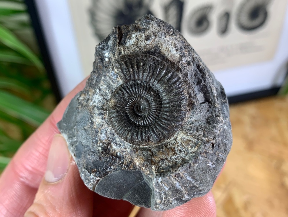 Dactylioceras commune Ammonite - 2.2cm #13