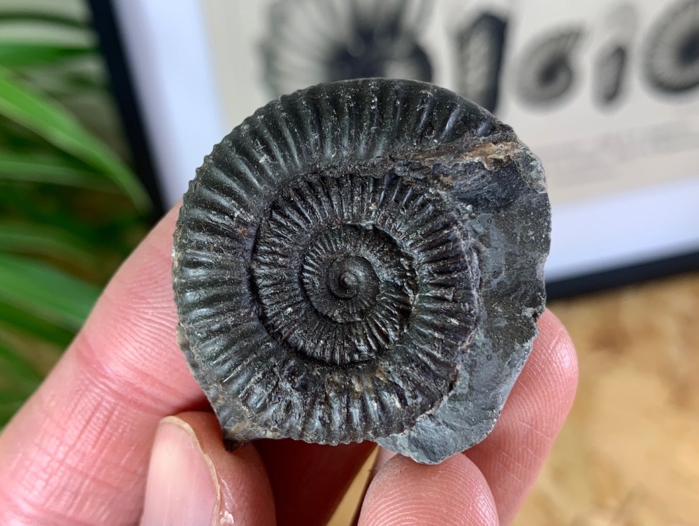 Dactylioceras commune Ammonite - 3.6cm #16