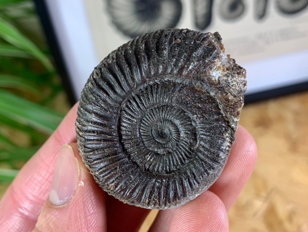 Dactylioceras commune Ammonite - 4.3cm #17