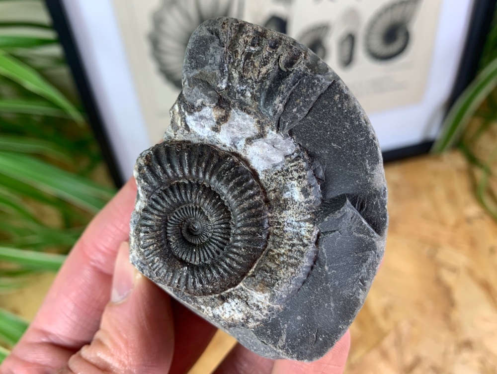 Dactylioceras commune Ammonite - 3cm #18