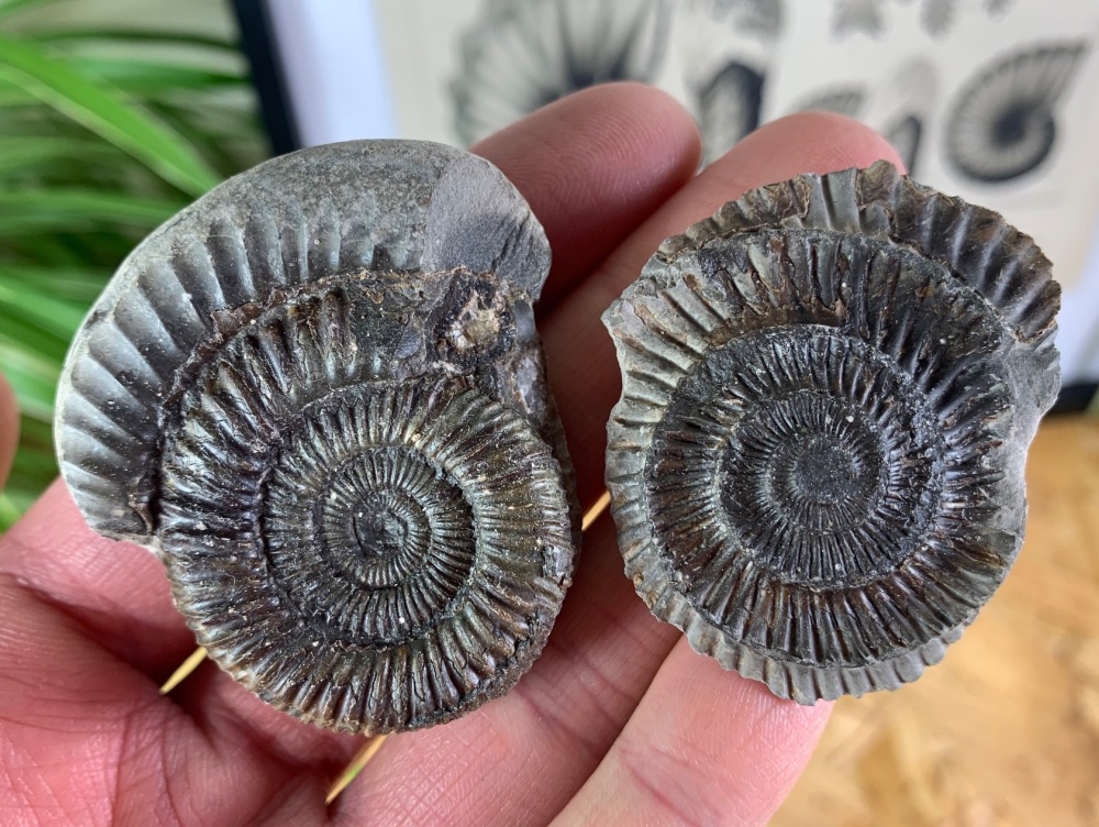 Dactylioceras commune Ammonite - 5cm #19