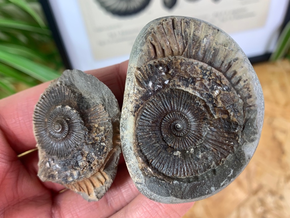 Dactylioceras tenuicostatum Ammonite - 4.2cm #20