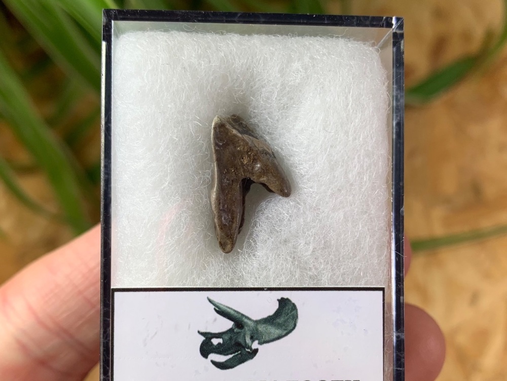 Rooted Triceratops Tooth #31