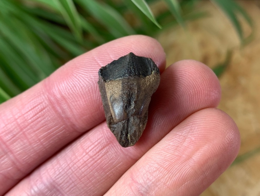 Rooted Triceratops Tooth #32