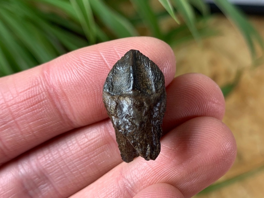 Rooted Triceratops Tooth #34
