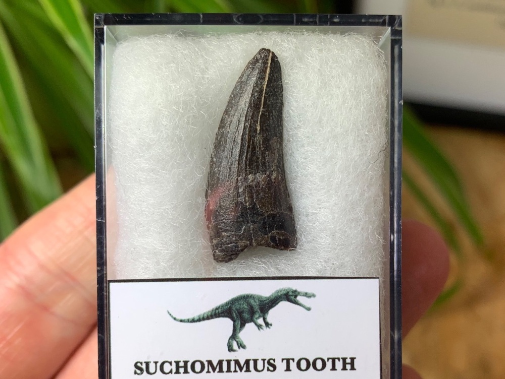 Suchomimus Tooth - 1 inch #01