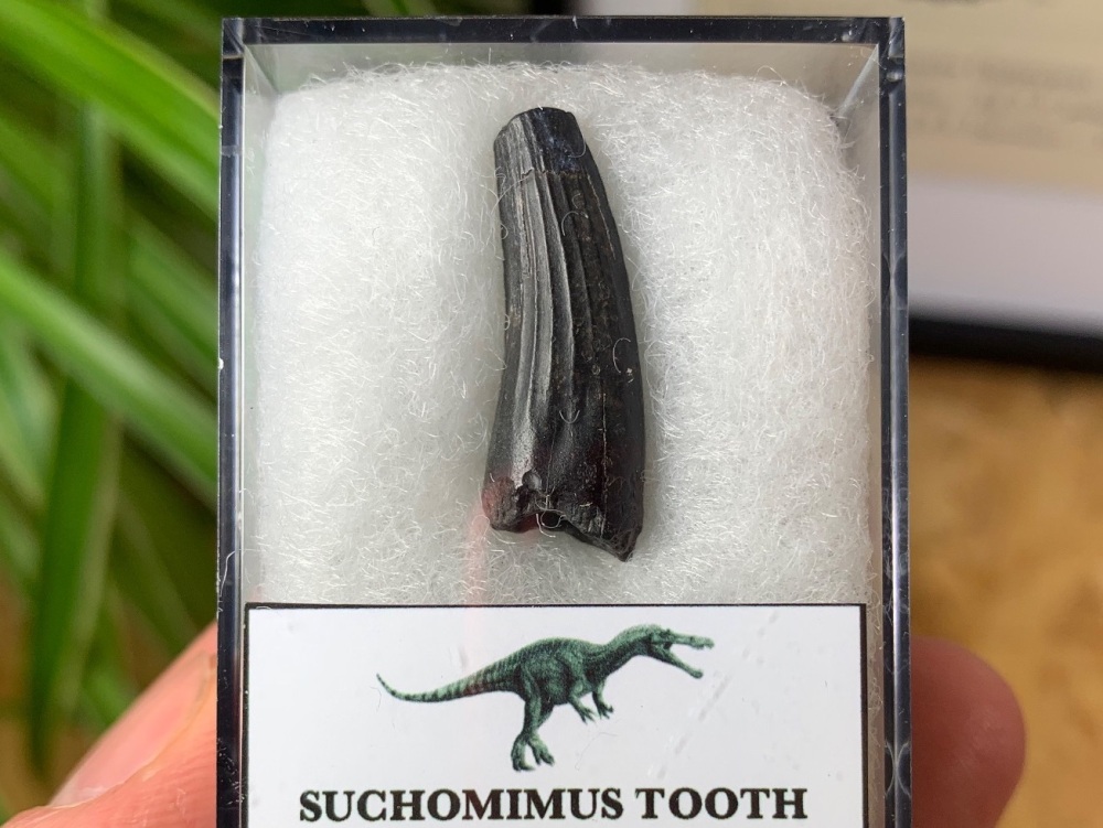 Suchomimus Tooth - 1 inch #02