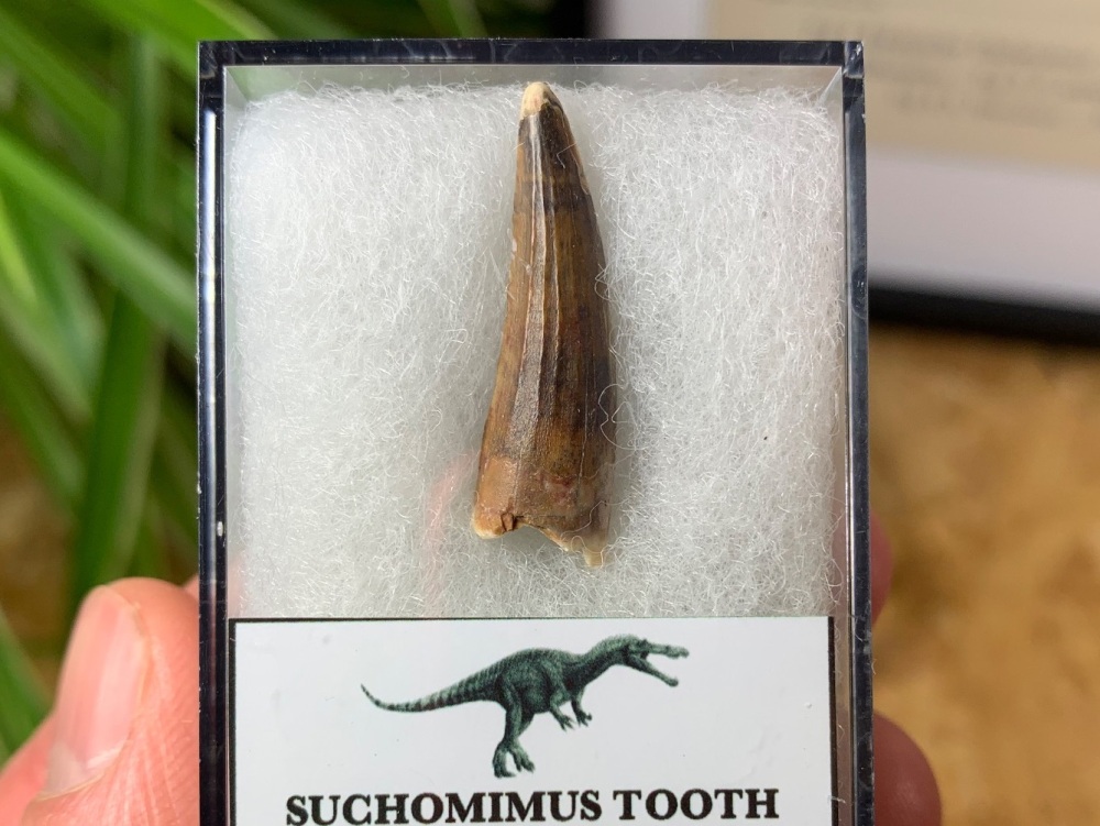 Suchomimus Tooth - 1.06 inch #03